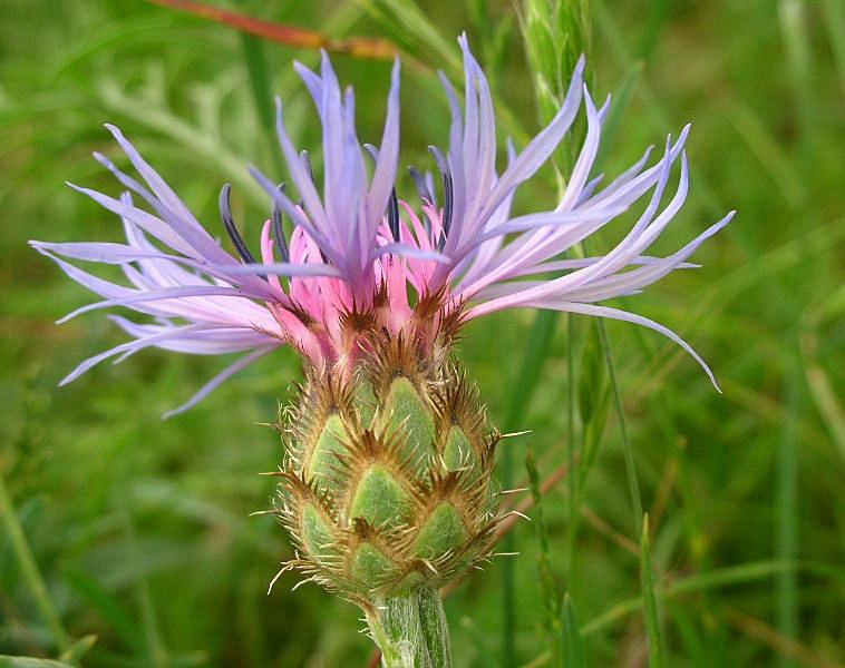 Centaurea triumfettii / Fiordaliso di Trionfetti